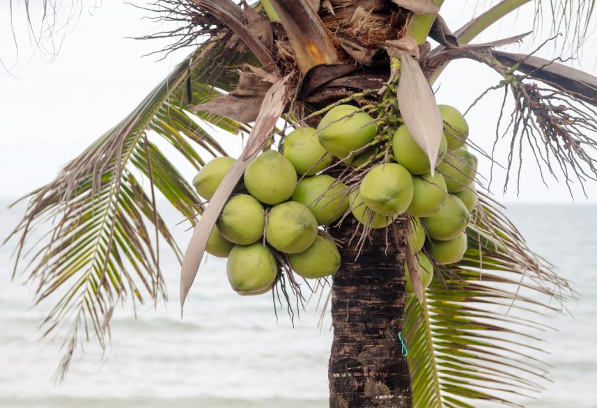 Newly Planted Coconuts in Guyana Newly Planted Coconuts in Guyana